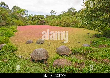 Des tortues géantes dans un étang peu profond recouvert de mauvaises herbes de l'étang de couleur sur l'île Santa cruz de Galápagos Banque D'Images