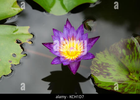 Water Lily dans un jardin dans yungkhao Banque D'Images