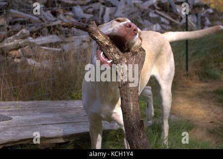 Jeune chien mâchonne joyeusement sur Membre de l'arbre Banque D'Images