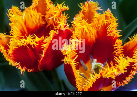 Jardin de tulipes à franges Tulipa 'Palmares', Tulips rouges orange jaune Banque D'Images