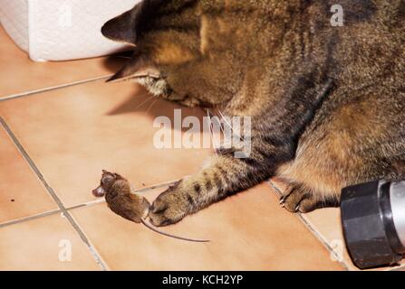 Chat (Felis catus) jouant avec la souris sur le terrain morts (Apodemus sylvaticus), à l'intérieur sur un sol brun Banque D'Images