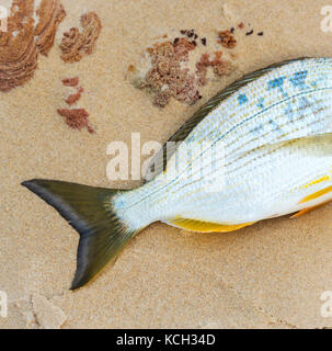 Queue de poisson fraîchement pêchée sur la plage Banque D'Images