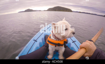 West Highland White Terrier westie chien portant un gilet de kayak à Paihia, Bay of islands, Nouvelle-Zélande, nz Banque D'Images