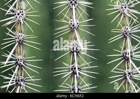Macro d'épines saguaro cactus Saguaro National Park dans près de Tucson, Arizona, USA. Banque D'Images
