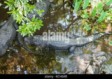 Les alligators Américains adultes (Alligator mississippiensis) basking dans sun à Gatorland - Orlando, Floride USA Banque D'Images