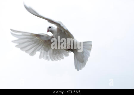 Colombe pigeon blanc volant dans le ciel la liberté espoir stretched ailes ailes belle nature fond isolé Banque D'Images