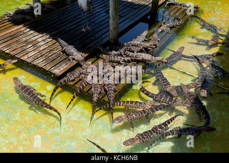 Les jeunes alligators (Alligator mississippiensis) basking dans sun à Gatorland - Orlando, Floride USA Banque D'Images