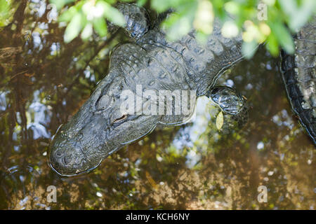 Les alligators Américains adultes (Alligator mississippiensis) basking dans sun à Gatorland - Orlando, Floride USA Banque D'Images