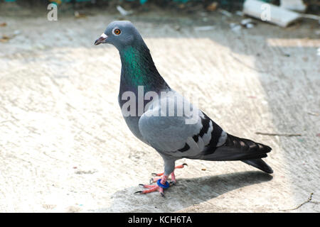 Pigeon oiseau assis debout sur le toit vert bleu bar racer jeu d'animal à tête chercheuse Banque D'Images