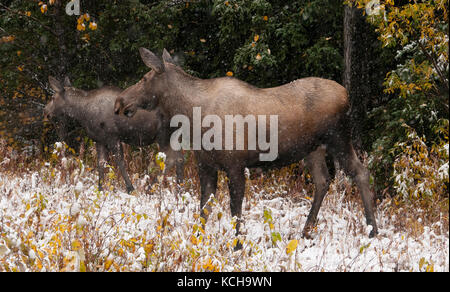 Les orignaux et calf standing dans la végétation d'automne avec les premières neiges commencent à tomber. (Alces alces). Alaska, Amérique du Nord. Banque D'Images