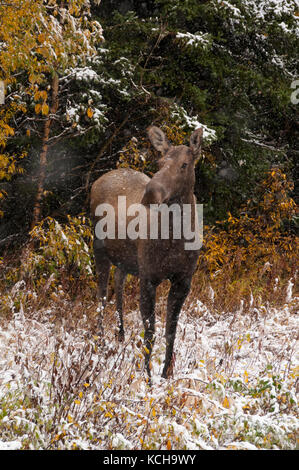 Les orignaux debout dans la végétation d'automne avec les premières neiges commencent à tomber. (Alces alces). Alaska, Amérique du Nord. Banque D'Images