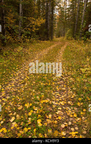 Le tremble (Populus tremuloides) laisse sur le sentier le long du lac Supérieur à l'automne Banque D'Images