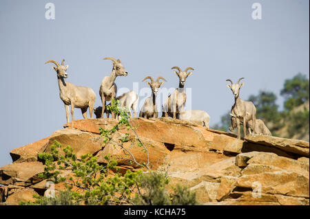 Désert Mouflons, Ovis canadensis nelsoni, Sud de l'Utah, USA Banque D'Images