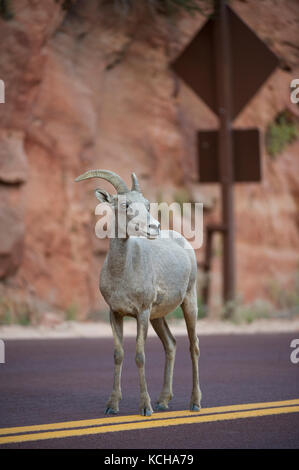 Désert Mouflons, Ovis canadensis nelsoni, Sud de l'Utah, USA Banque D'Images