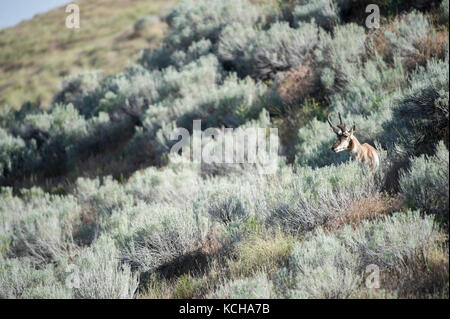 L'Antilope, Antilocapra americana, Centre de l'Utah, USA Banque D'Images