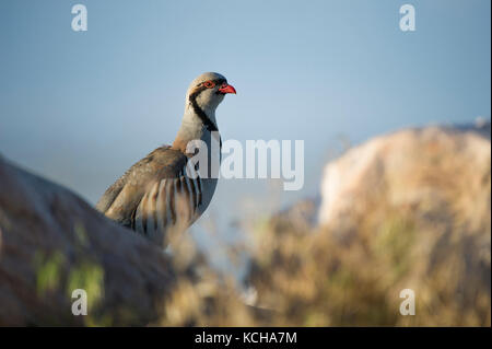 Chukar Alectoris chukar,, Utah, USA Banque D'Images