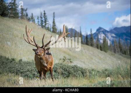 Rocky Mountain Elk Cervus, canadensis nelsoni, Canadian Rockies Banque D'Images