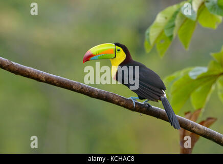 Keel-billed Toucan (Ramphastos sulfuratus) - à Laguna Lagarto Lodge près de Boca Tapada, Costa Rica Banque D'Images