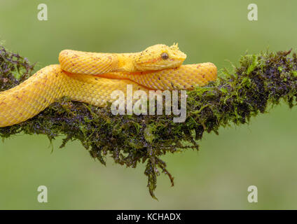 Pit Viper cils jaunes, Bothriechis schlegelii, Costa Rica Banque D'Images