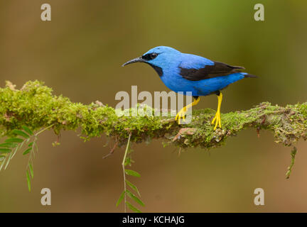 Shining Honeycreeper (Cyanerpes lucidus) mâle à Laguna Lagarto Lodge, Costa Rica Banque D'Images