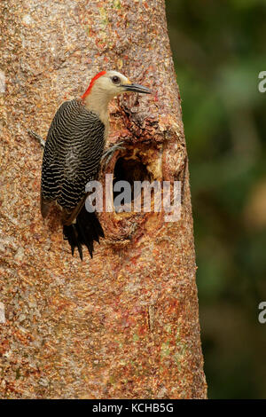 Woodpecker (Melanerpes pygmaeus Yucatan) perché sur un arbre près de Cancun sur la péninsule du Yucatan du Mexique Banque D'Images