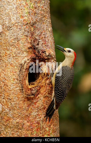 Woodpecker (Melanerpes pygmaeus Yucatan) perché sur un arbre près de Cancun sur la péninsule du Yucatan du Mexique Banque D'Images