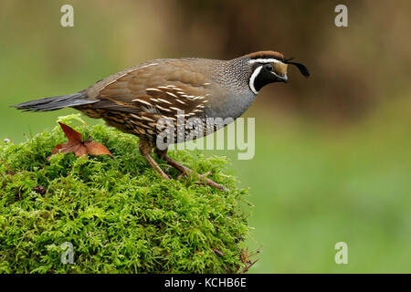 Colin de Californie (Callipepla californica) est perché sur une branche moussue à Victoria, Colombie-Britannique, Canada. Banque D'Images