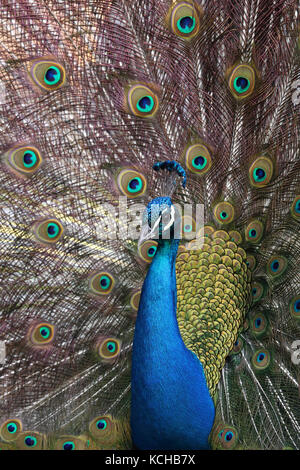 Le plumage du paon, British Columbia, Canada Banque D'Images