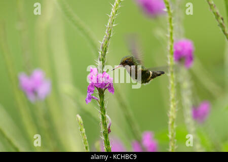 Black-crested Coquette (Lophornis helenae) voler et se nourrir dans une fleur au Costa Rica. Banque D'Images