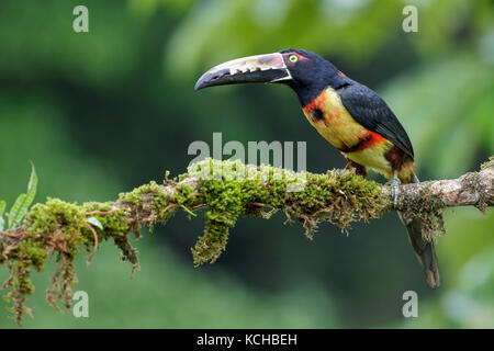 (Pteroglossus Aracari à collier torquatus), perché sur une branche au Costa Rica. Banque D'Images