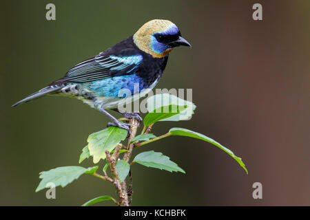 Golden-Tanagara à capuchon (Tangara larvata) perché sur une branche au Costa Rica. Banque D'Images