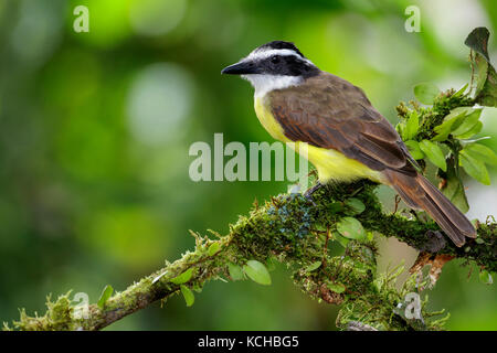 Tyran Quiquivi (Pitangus sulfuratus) perché sur une branche au Costa Rica. Banque D'Images