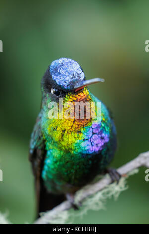 Le Colibri à Fiery (Panterpe insignis) perché sur une branche au Costa Rica. Banque D'Images