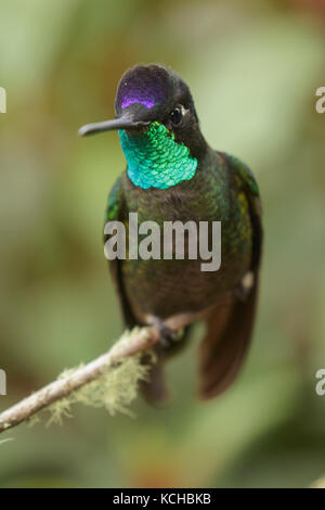 Colibri magnifique (Eugene fulgens) perché sur une branche au Costa Rica. Banque D'Images