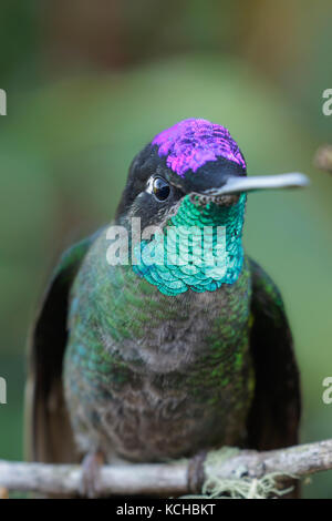 Colibri magnifique (Eugene fulgens) perché sur une branche au Costa Rica. Banque D'Images