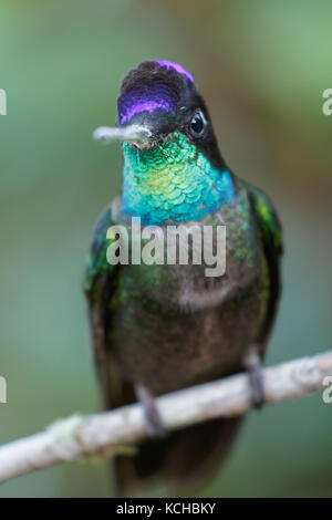 Colibri magnifique (Eugene fulgens) perché sur une branche au Costa Rica. Banque D'Images