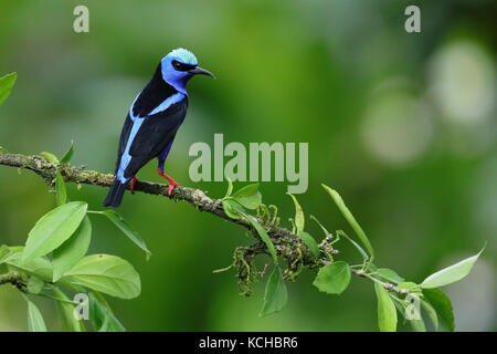 Red-legged Honeycreeper (Cyanerpes cyaneus) perché sur une branche au Costa Rica Banque D'Images