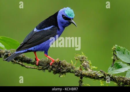 Red-legged Honeycreeper (Cyanerpes cyaneus) perché sur une branche au Costa Rica. Banque D'Images