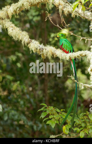 Quetzal resplendissant (Pharomachrus mocinno) perché sur une branche au Costa Rica. Banque D'Images