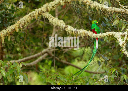 Quetzal resplendissant (Pharomachrus mocinno) perché sur une branche au Costa Rica. Banque D'Images