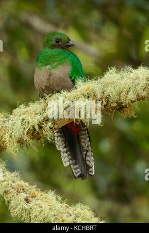 Quetzal resplendissant (Pharomachrus mocinno) perché sur une branche au Costa Rica. Banque D'Images