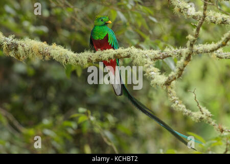 Quetzal resplendissant (Pharomachrus mocinno) perché sur une branche au Costa Rica. Banque D'Images