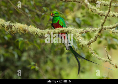 Quetzal resplendissant (Pharomachrus mocinno) perché sur une branche au Costa Rica. Banque D'Images