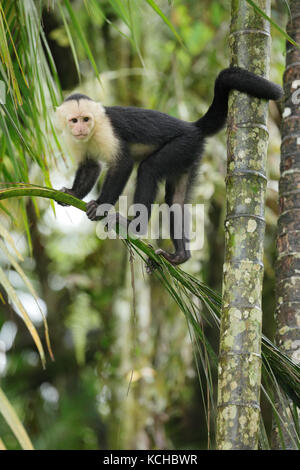 White-faced Monkey Cappuchin perché sur une branche au Costa Rica Banque D'Images