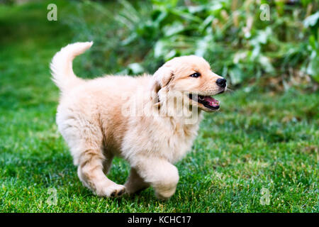 Une semaine 8 vieux chiot Golden Retriever à jouer. Banque D'Images