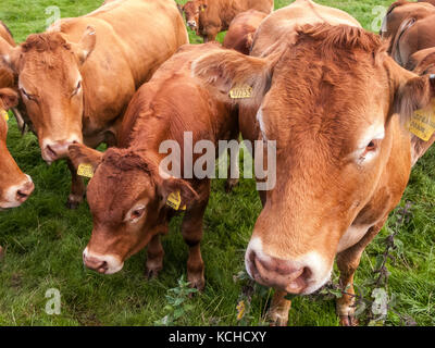 Red Angus vaches et veaux Banque D'Images