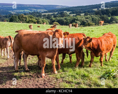 Red Angus vaches et veaux Banque D'Images