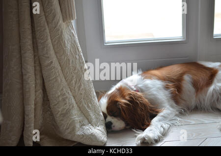 Cavalier King Charles Spaniel allongé sur une chambre à coucher au sol Banque D'Images