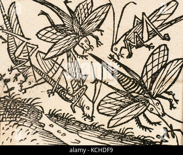 Ancien Testament. Plaies de l'Égypte. Fléau des criquets. Gravure, 16ème siècle. Banque D'Images