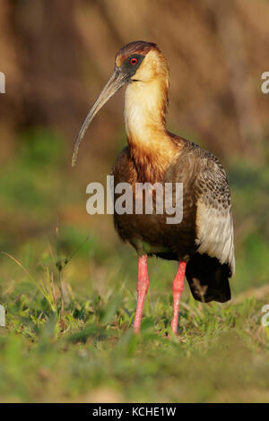 Ibis rouge Buff (Theristicus caudatus) se nourrissant dans un milieu humide dans la région du Pantanal brésilien. Banque D'Images